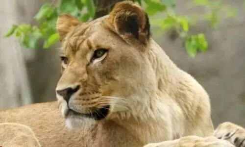 ചെന്നൈയിലെ മൃഗശാലയിൽ കോവിഡ്​ ബാധിച്ച്​ സിംഹം ചത്തു