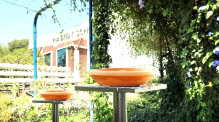 ഇന്ന് പരിസ്ഥിതി ദിനം :കൊടുംചൂടിലും കിളിക്കൊഞ്ചൽ നിറയും സ്കൂള് മുറ്റം ഇന്ന് പരിസ്ഥിതി ദിനം :കൊടുംചൂടിലും കിളിക്കൊഞ്ചൽ നിറയും സ്കൂള് മുറ്റം