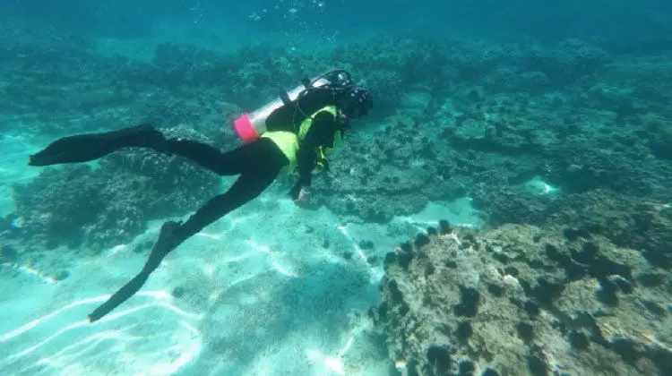 പ​വി​ഴ​പ്പു​റ്റു​ക​ൾ ന​ശി​പ്പി​ക്ക​രു​തെ​ന്ന്​ പ​രി​സ്ഥി​തി അ​തോ​റി​റ്റി