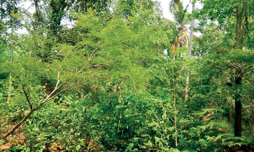 forestation forestation