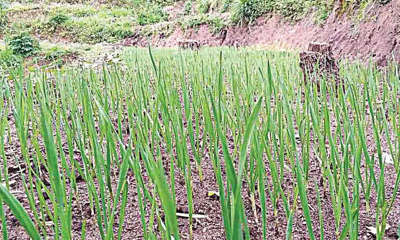 garlic farming in marayoor
