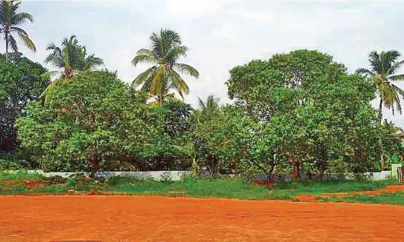 kodakara mango tree
