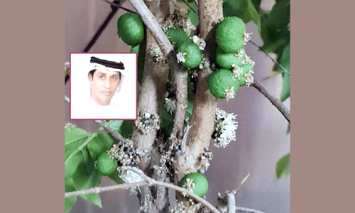 ബ്രസീലിയൻ മുന്തിരി നട്ട്​ സ്വദേശി കര്‍ഷകന്‍