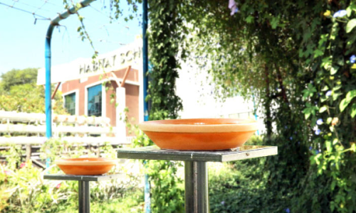 ഇന്ന്​ പരിസ്​ഥിതി ദിനം :കൊടുംചൂടിലും കിളിക്കൊഞ്ചൽ നിറയും സ്കൂള്‍ മുറ്റം