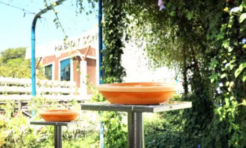 ഇന്ന്​ പരിസ്​ഥിതി ദിനം :കൊടുംചൂടിലും കിളിക്കൊഞ്ചൽ നിറയും സ്കൂള്‍ മുറ്റം