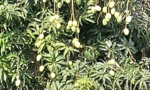 ഒമാനിൽ മാമ്പഴക്കാലം ഒമാനിൽ മാമ്പഴക്കാലം