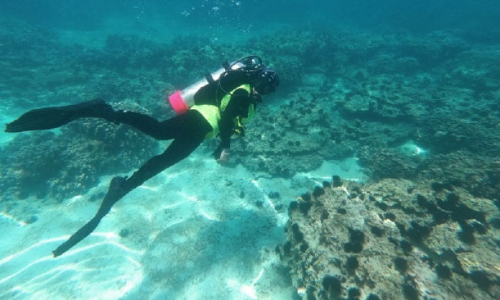 പ​വി​ഴ​പ്പു​റ്റു​ക​ൾ ന​ശി​പ്പി​ക്ക​രു​തെ​ന്ന്​ പ​രി​സ്ഥി​തി അ​തോ​റി​റ്റി