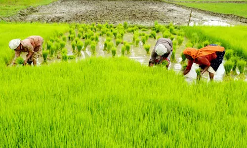 paddy cultivation wayanad