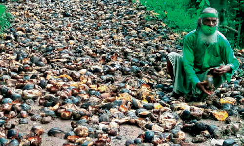 kallur balan with palm seed
