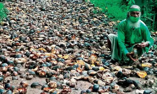 kallur balan with palm seed