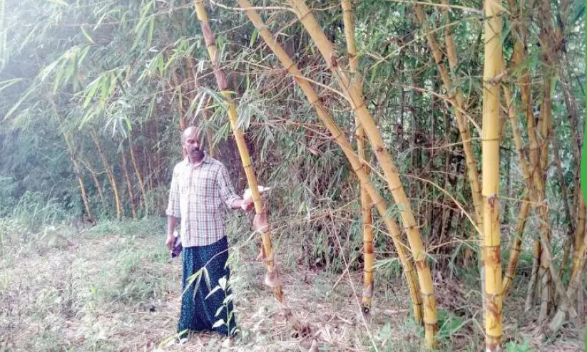 bamboo fence in sajis land