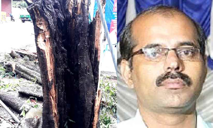 മരംവീണ്​ യുവാവ്​ മരിച്ച സംഭവത്തിൽ അധികൃതരുടെ അനാസ്ഥ:  അ​പ​ക​ടം തി​രി​ച്ച​റി​ഞ്ഞി​ട്ടും  മരം വെട്ടിമാറ്റാൻ നടപടിയുണ്ടായില്ല