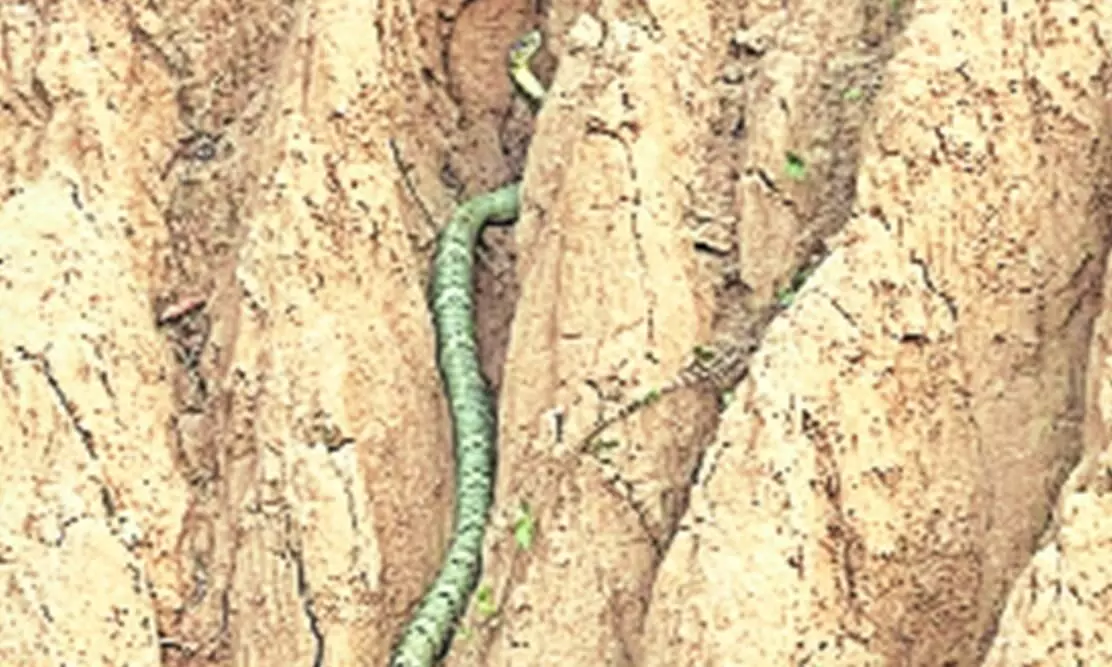 king cobra at himachal pradesh