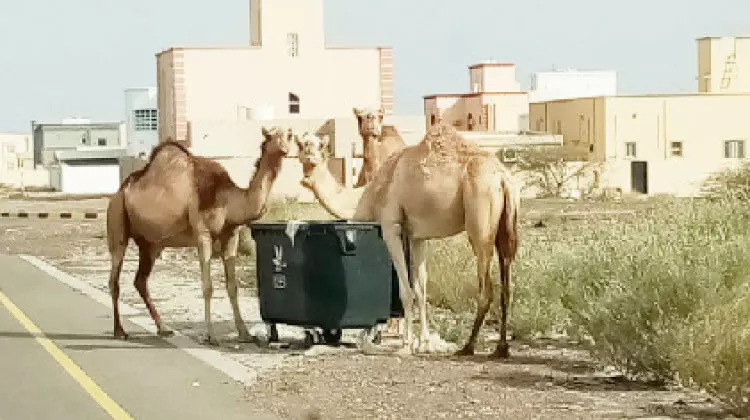 മൃഗങ്ങളെ തെരുവിൽ വിട്ടാൽ പിഴ വീഴും