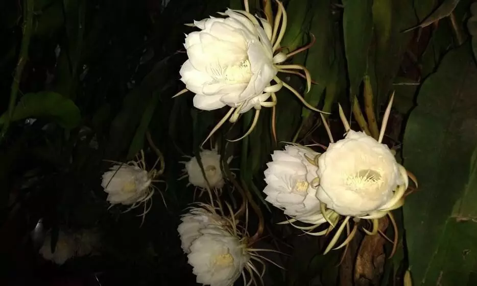 വീട്ടുമുറ്റത്തു വിരിഞ്ഞ നിശാഗന്ധി പൂക്കൾ കൗതുകമായി