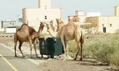 മൃഗങ്ങളെ തെരുവിൽ വിട്ടാൽ പിഴ വീഴും