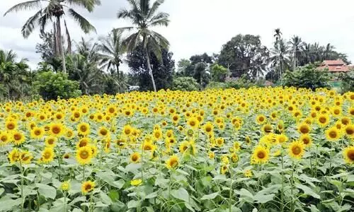 sun flower sun flower