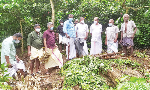 tree looting location