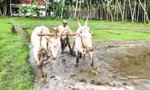 shaji plow the land shaji plow the land