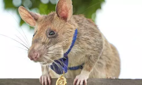 അഞ്ചു വർഷം നീണ്ട മൈൻ റെയിഡുകൾക്ക്​ ശേഷം മൂഷിക ഡിറ്റക്​റ്റീവ്​ പടിയിറങ്ങുന്നു; വിരമിക്കൽ വികാര നിർഭരം