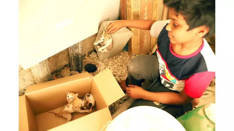 വി​ട്ടു​കൊ​ടു​ക്കി​ല്ലെ​ന്ന്​ പ​ത്തു വ​യ​സ്സു​കാ​ര​​ൻ:മ​ര​ണ​ത്തോ​ട് മ​ല്ല​ടി​ച്ച പൂ​ച്ച​ക്കു​ഞ്ഞു​ങ്ങ​ളെ ര​ക്ഷി​ച്ചു