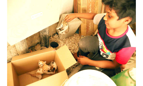 വി​ട്ടു​കൊ​ടു​ക്കി​ല്ലെ​ന്ന്​ പ​ത്തു വ​യ​സ്സു​കാ​ര​​ൻ:മ​ര​ണ​ത്തോ​ട് മ​ല്ല​ടി​ച്ച പൂ​ച്ച​ക്കു​ഞ്ഞു​ങ്ങ​ളെ ര​ക്ഷി​ച്ചു