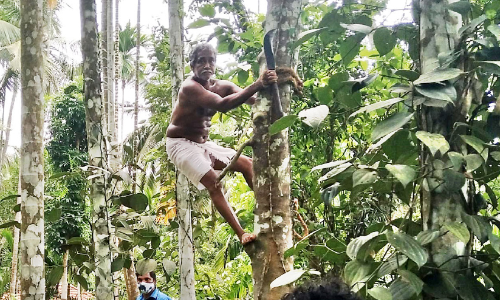 chandran cuting jackfruit leaf