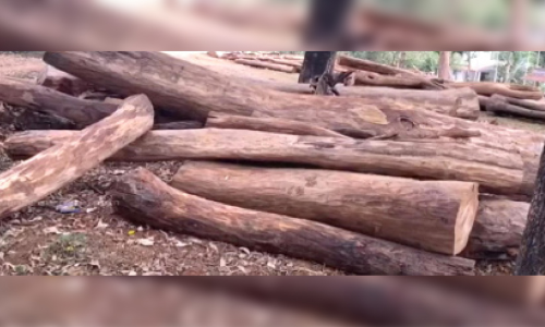 മ​രം​മു​റി: വനം വകുപ്പ്​ അ​ന്വേ​ഷ​ണം അ​വ​സാ​ന​ഘ​ട്ട​ത്തി​ൽ