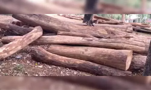 മ​രം​മു​റി: വനം വകുപ്പ്​ അ​ന്വേ​ഷ​ണം അ​വ​സാ​ന​ഘ​ട്ട​ത്തി​ൽ