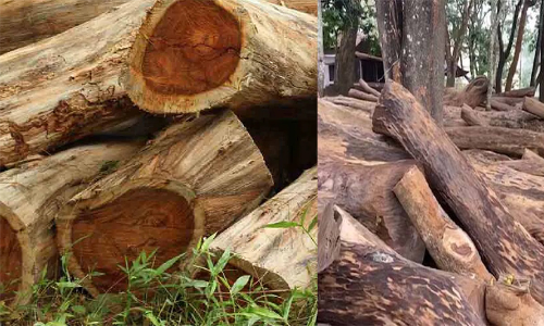 മരംമുറിക്കാൻ വനപാലകർക്ക് 25 ലക്ഷം കോഴ നൽകി –മുഖ്യപ്രതി റോജി