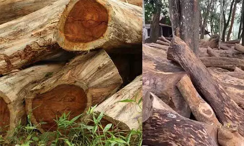 മരംമുറിക്കാൻ വനപാലകർക്ക് 25 ലക്ഷം കോഴ നൽകി –മുഖ്യപ്രതി റോജി