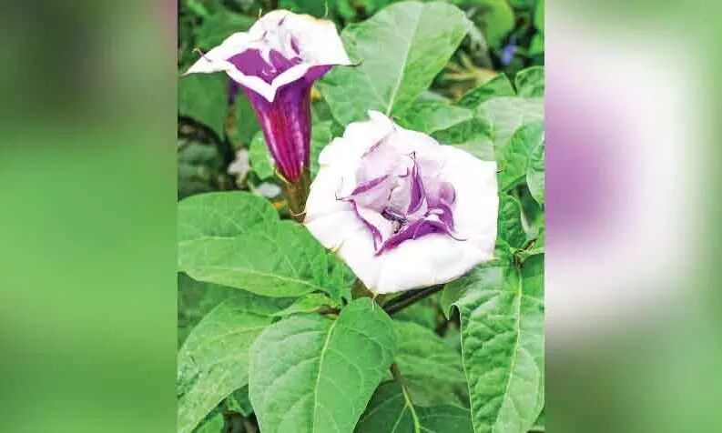 ചീരയെന്ന്​ കരുതി ഉമ്മത്തി​ന്‍റെ ഇല കഴിച്ചവർക്ക്​ വിഷബാധ