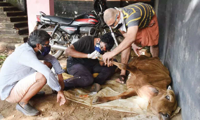 animal lovers helped bullock