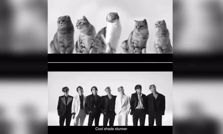 ബി.ടി.എസ് ​ഗാനം ബട്ടറിന്റെ പൂച്ചക്കുട്ടി കവർ വേർഷൻ, വൈറൽ വിഡിയോ