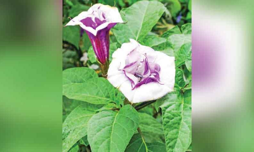 ചീരയെന്ന്​ കരുതി ഉമ്മത്തി​ന്‍റെ ഇല കഴിച്ചവർക്ക്​ വിഷബാധ