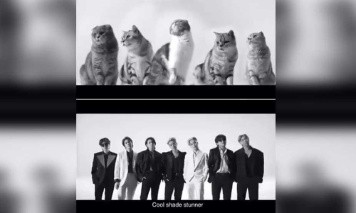 ബി.ടി.എസ് ​ഗാനം ബട്ടറിന്റെ പൂച്ചക്കുട്ടി കവർ വേർഷൻ, വൈറൽ വിഡിയോ