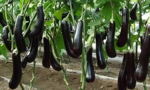 Brinjal Brinjal