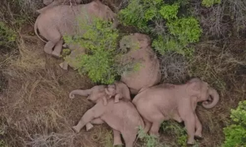 ആളെ മയക്കി ഈ ആനമയക്കം- ലോകം ഉറ്റുനോക്കുന്നു ഈ ആനത്തോൺ; ഇതുവരെ സഞ്ചരിച്ചത്​ 500 കിലോമീറ്റർ