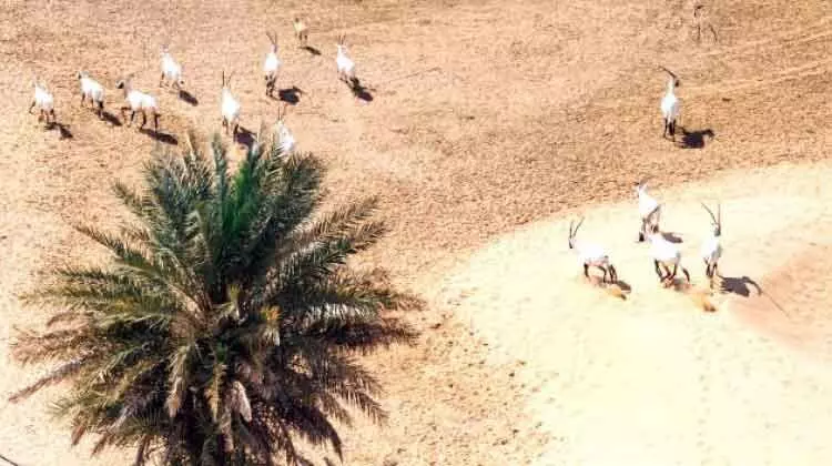 അറേബ്യൻ ഒറിക്സുകളുടെ എണ്ണത്തിൽ 22 ശതമാനം വർധന