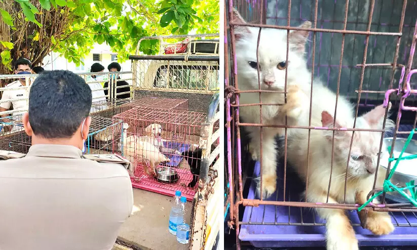 pets animals rescued pets animals rescued