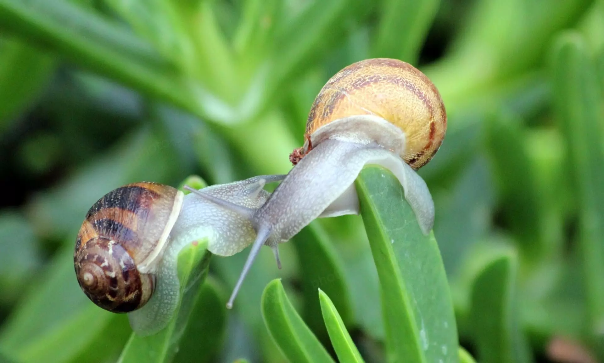 African Ochu African Ochu