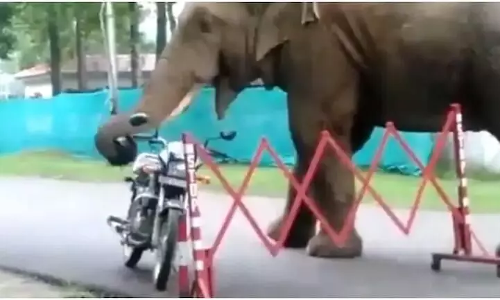 Elephant spat it out Forest official on viral video of animal Elephant spat it out Forest official on viral video of animal