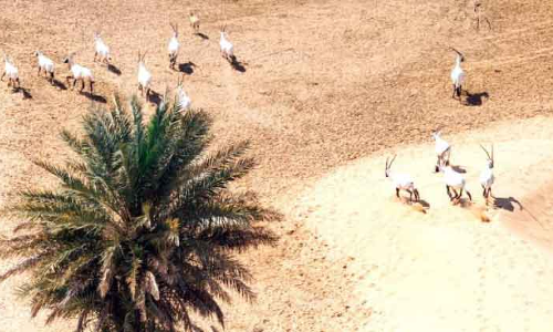 അറേബ്യൻ ഒറിക്സുകളുടെ എണ്ണത്തിൽ 22 ശതമാനം വർധന