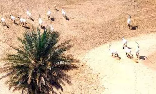 അറേബ്യൻ ഒറിക്സുകളുടെ എണ്ണത്തിൽ 22 ശതമാനം വർധന