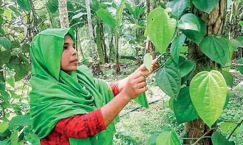 കൈക്കുഞ്ഞുമായി കൃഷിയിടത്തിൽ  നൂറുമേനി വിജയവുമായി റാബിയ കൈക്കുഞ്ഞുമായി കൃഷിയിടത്തിൽ  നൂറുമേനി വിജയവുമായി റാബിയ