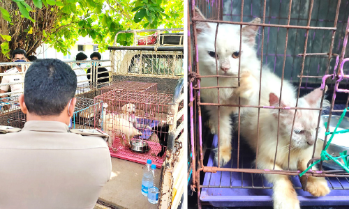 pets animals rescued