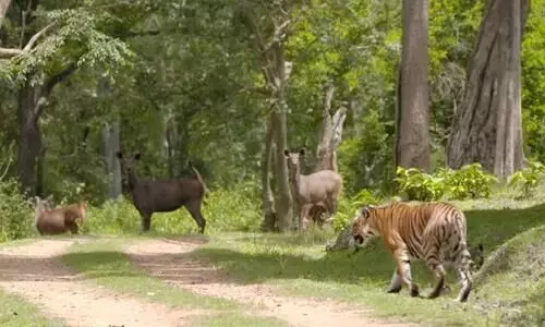 Nagarahole National Park And Tiger Reserve