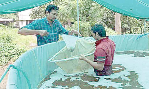 harvest shrimp in the backyard