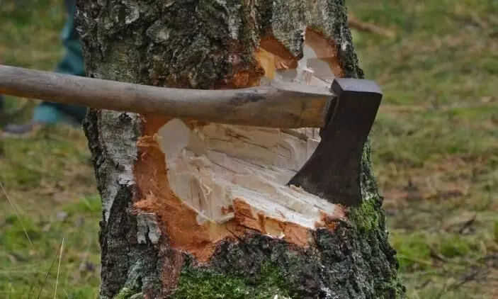 tree cutting