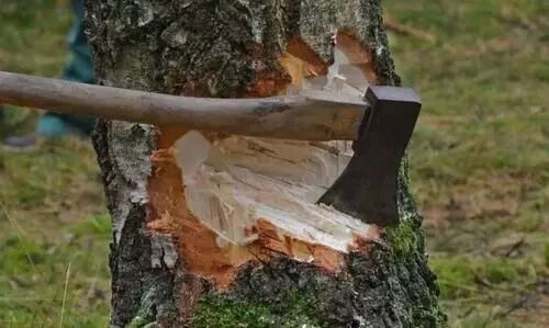 tree cutting